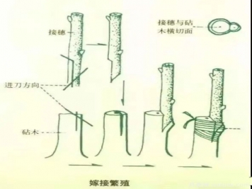 花木嫁接的具體操作方法和嫁接后管理