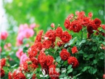 月季“黑白紅”病害簡(jiǎn)單防治 看過來