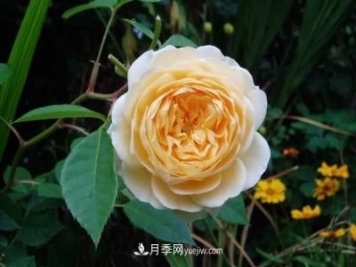 月季花這樣養(yǎng)，記住這些訣竅，開花紅艷艷