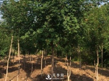 移植優(yōu)質(zhì)五角楓的訣竅你了解嗎？