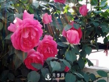 月季花幾月份栽培適宜？