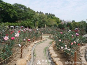 廣州“五彩繽紛”的月季花園，開滿全園，游客贊道太美了