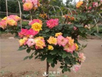 如何使盆栽月季樹(shù)常開(kāi)花？