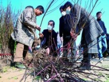 金華新春首個交易日 花木市場采購忙