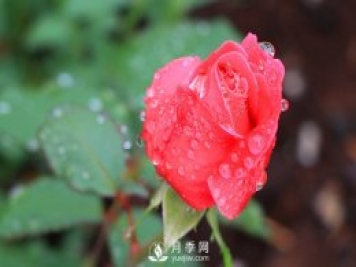 如何區(qū)分薔薇、月季、玫瑰？