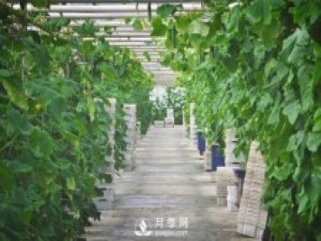 蔬菜全年種植安排計(jì)劃表：1-12月種什么菜，全都說清楚了