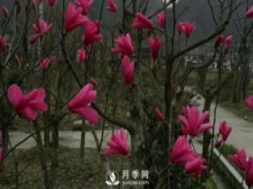 江蘇紅花玉蘭引種與栽培技術(shù)