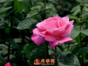 月季花如何修剪？你心里還沒有點數(shù)嗎？