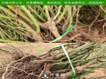 盆栽月季裸根苗種植指南