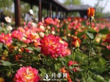 月季花被城市“相中” 城市因月季而更加溫暖