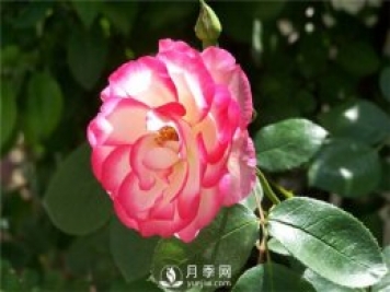 月季花怎么栽培和養(yǎng)護(hù)？全面的養(yǎng)殖方法交給你