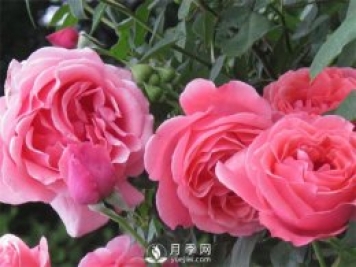 光照對(duì)于月季花卉植物生長(zhǎng)的影響