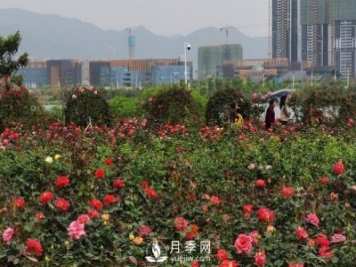 廣東肇慶硯陽湖景區(qū)月季島景觀