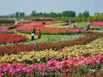 南陽世界月季大觀園西園二期開放，第十二屆南陽月季花會等你來