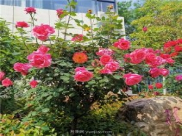 月季花開正盛，期待市花城市建設(shè)