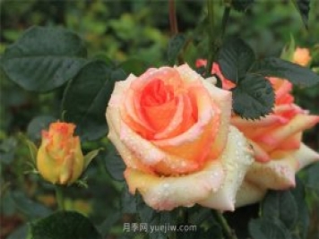 月季花開盡芬芳，大美南陽(yáng)顯輝煌