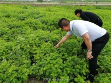 社旗艾草產(chǎn)業(yè)，艾成熟香滿田