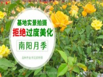 南陽(yáng)月季推薦淘寶店大全