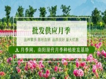 南陽月季花后如何修剪？什么時候修剪比較好？