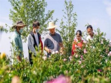 制造“月季芯片”的昆明土博士