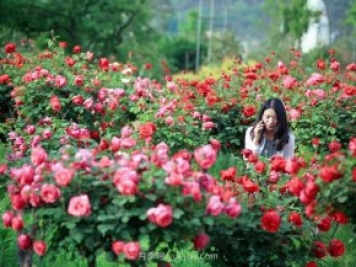 花卉旅游，“花為媒”帶動“美麗經濟”升級