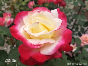 大花月季（Grandiflora Roses，簡(jiǎn)稱Gr)