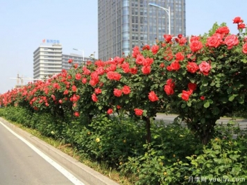 月季樹品種高貴典雅、花型花色多樣