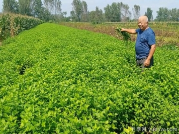 亳州菊花成為致富“軟黃金”