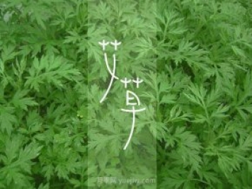 南陽(yáng)鎮(zhèn)平：盧醫(yī)鎮(zhèn)以龍頭企業(yè)+基地發(fā)展助力鄉(xiāng)村振興