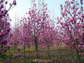 南陽玉蘭花養(yǎng)殖技術(shù)