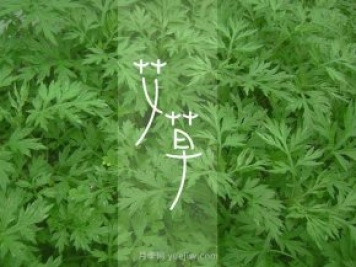 南陽(yáng)鎮(zhèn)平：艾草飄香致富路