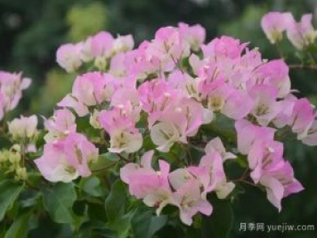 三角梅入秋管理做好4點(diǎn)，花開到過年