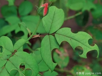 3招驅(qū)趕切葉蜂，再也不會(huì)啃月季的葉片