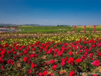 如何區(qū)別月季、玫瑰、薔薇