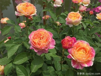 如何區(qū)別月季玫瑰薔薇