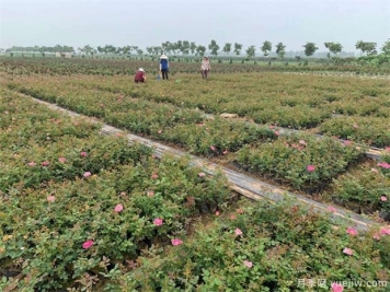 月季苗圃合理使用除草劑有效降低管理成本