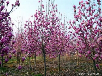 如何制作紫玉蘭盆景？南陽(yáng)紫玉蘭盆栽養(yǎng)殖方法分享