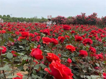 樹(shù)木移植新十大核心技術(shù)