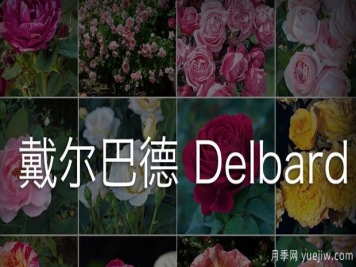 月季育種家：法國戴爾巴德月季公司(Delbard)