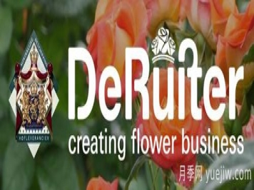 月季育種家：荷蘭迪瑞特月季公司(De Ruiter)