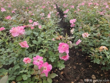 夏天綠化月季開花怎么樣