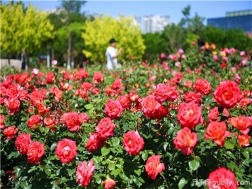 月季花——此花無(wú)日不春風(fēng)