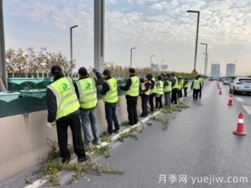 鄭州高架橋月季修枝整形 只待虎年花開驚艷商都