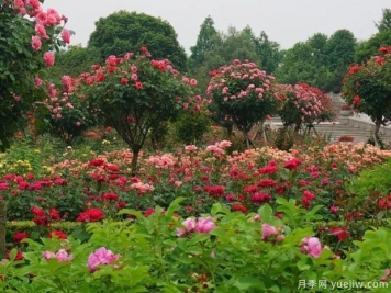 月季名園：杭州花圃月季園(蒔花廣場)