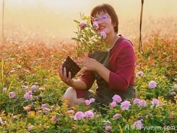 月季自媒體：海蒂的花園