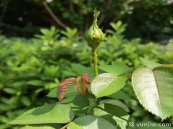 月季常見三類蟲害識別及防治