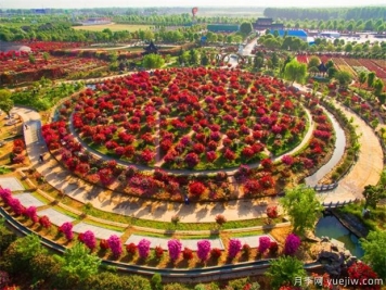 南陽月季花開全球，南陽月季基地?cái)M建特色小鎮(zhèn)