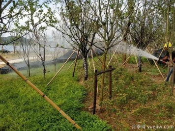 園林綠化早春返青水要注意，時(shí)間和澆水量很重要