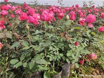 盆栽月季/盆花月季