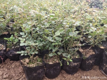 4千棵大花豐花月季苗運往山西運城美麗鄉(xiāng)村